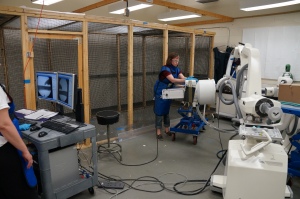 Here, Dr. Angela Horner is motivating the rat Harry to walk the plank through the X-ray beams.