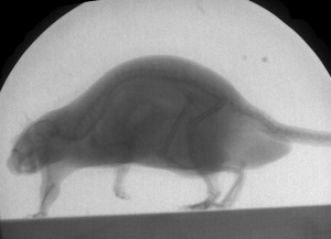 Harry, one of the rats in our trials, walking through the X-ray beams.