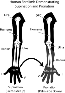 Pronation and supination of the hand by rotating the radius bone over the ulna in humans. (c) 2013 M.F. Bonnan.