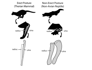 Difference in radius bone geometry are correlated to some degree with forelimb posture.