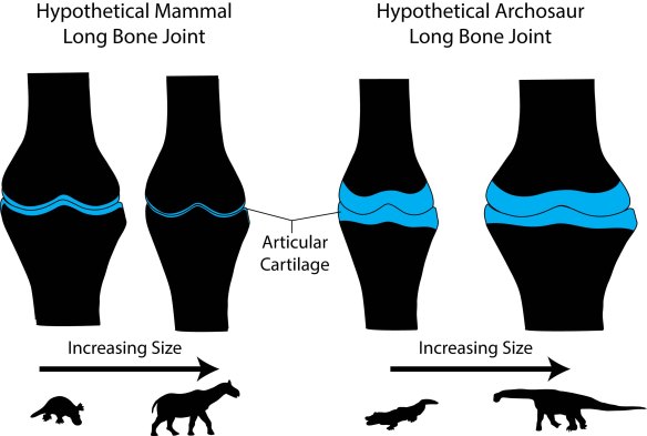 Figure 7 from our PLOS ONE paper -- This figure conveys the essence of our conclusions: as mammals become giants, their joints become ever more congruent with thinning articular cartilage.  For dinosaurs, the cartilage remains thick and the joint region expands.