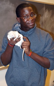 Undergraduate Caleb Bayewu with another rat we dubbed Jabba.
