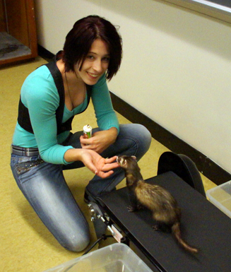 Undergrad Bridget Kuhlman coaxing one of our ferrest, "Mocha," with ferret treats to walk on the treadmill.