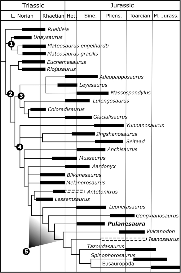 Pulane cladogram