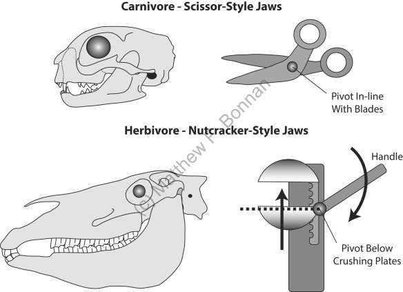 Carnivorous mammals, such as a cat, tend to have a jaw joint in line with their sharp, shearing teeth, much as the handles of a pair of scissors align with the blades.  This puts the best cutting surface towards the back of the jaws.  In contrast, herbivorous mammals such as horses have a jaw joint located above the tooth row, allowing their teeth to simultaneously contact one another like a nutcracker.